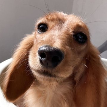 ミニチュアダックスフンド(ロング)【沖縄県・女の子・2024年12月13日・レッド】の写真「小さなミニチュア！抱っこスフンドです。」