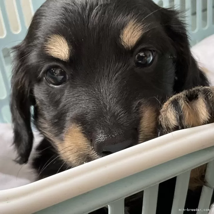 ID：2406-03222の子犬