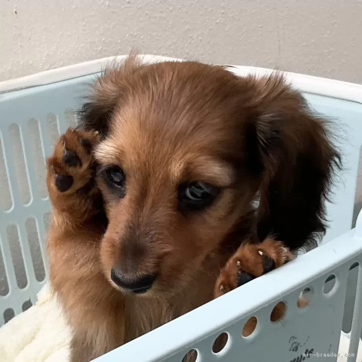 ID：2404-05753の子犬