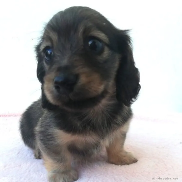 ID:2309-01648の子犬
