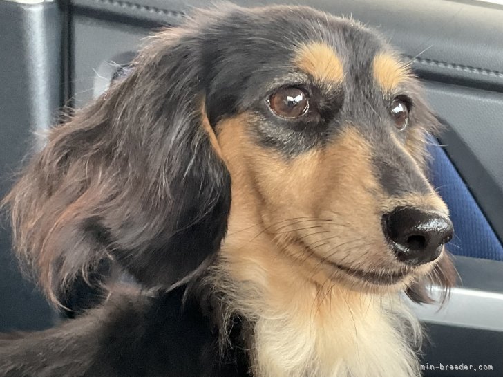 ミニチュアダックスフンド(ロング)【・女の子・2022年8月13日・ブラックイエロー】