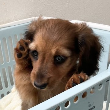 カニンヘンダックスフンド(ロング)【沖縄県・男の子・2024年3月15日・レッド】の写真「アイラインの強いハンサムな子」