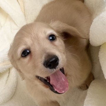 ミニチュアダックスフンド(ロング)【沖縄県・男の子・2024年3月20日・イエロー】の写真「きれいな毛色で表情の優しい子」