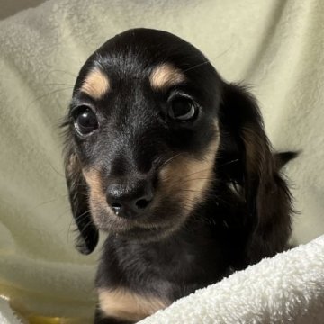 ミニチュアダックスフンド(ロング)【沖縄県・女の子・2024年1月1日・ブラック&イエロー】の写真「誰が見ても小さくかわいいのです」