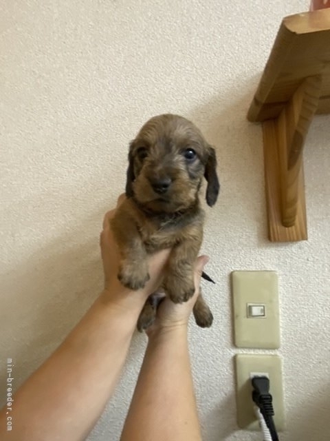 みやみ犬 Petselect by Nihonikuji 公式オンラインショップペットセレクト