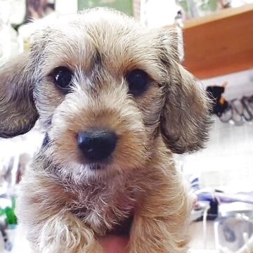 ミニチュアダックスフンド(ワイアー)【長野県・女の子・2025年5月25日・レッド】の写真「好奇心旺盛元気に明るく成長中」