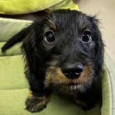 ミニチュアダックスフンド(ワイアー)