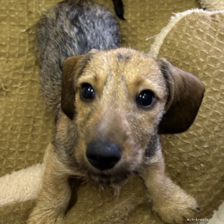 ID：2308-04915の子犬