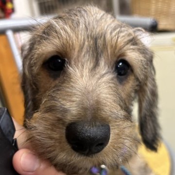 ミニチュアダックスフンド(ワイアー)【長野県・男の子・2024年4月23日・レッド】の写真「明るく食いしん坊な元気なレッドの男の子」