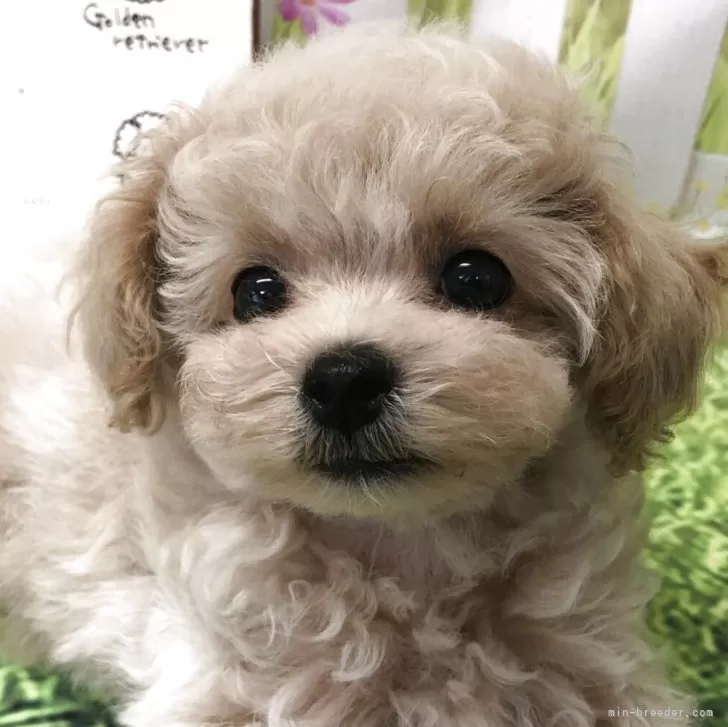 ID：2508-08665の子犬
