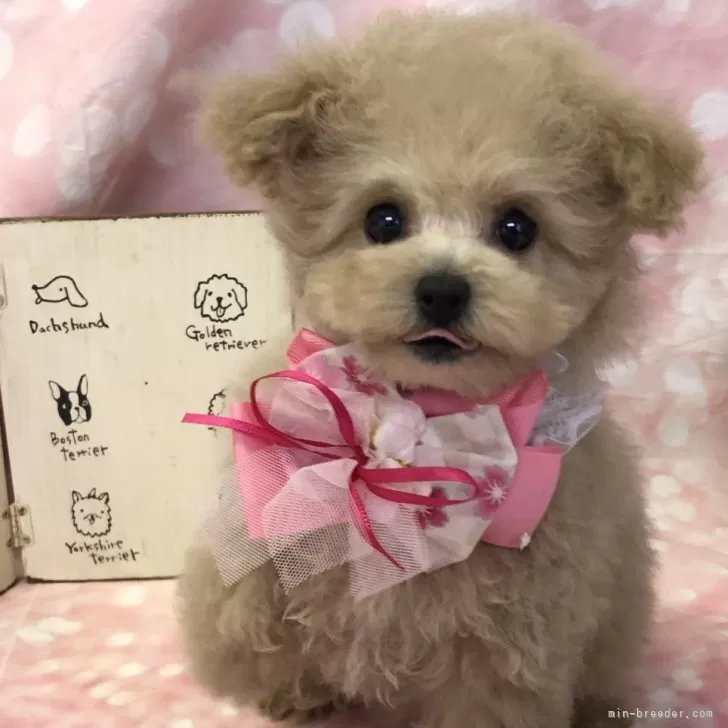 ID:2412-07525の子犬