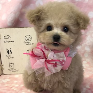 ミックス(トイプードル×ビションフリーゼ)【愛知県・女の子・2024年11月5日・アプリコット】の写真「可愛いお顔の女の子 小さいです🥹」