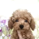 タイニープードル
