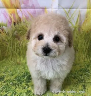ID:2203-02682の子犬