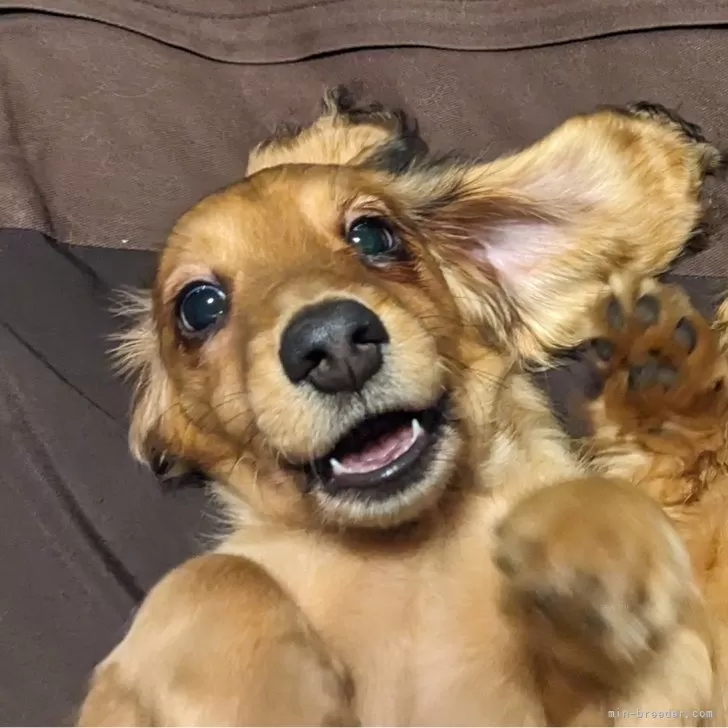 ID：2312-02686の子犬
