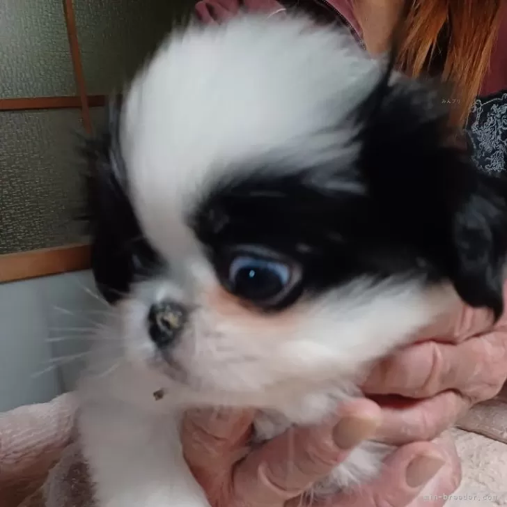 ID:2501-02332の子犬