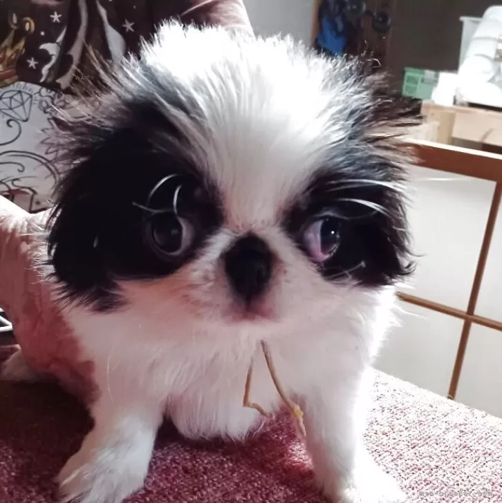 ID:2504-00604の子犬