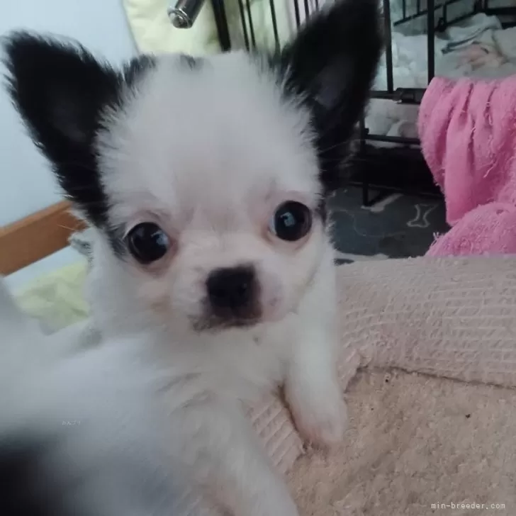 ID：2503-06143の子犬