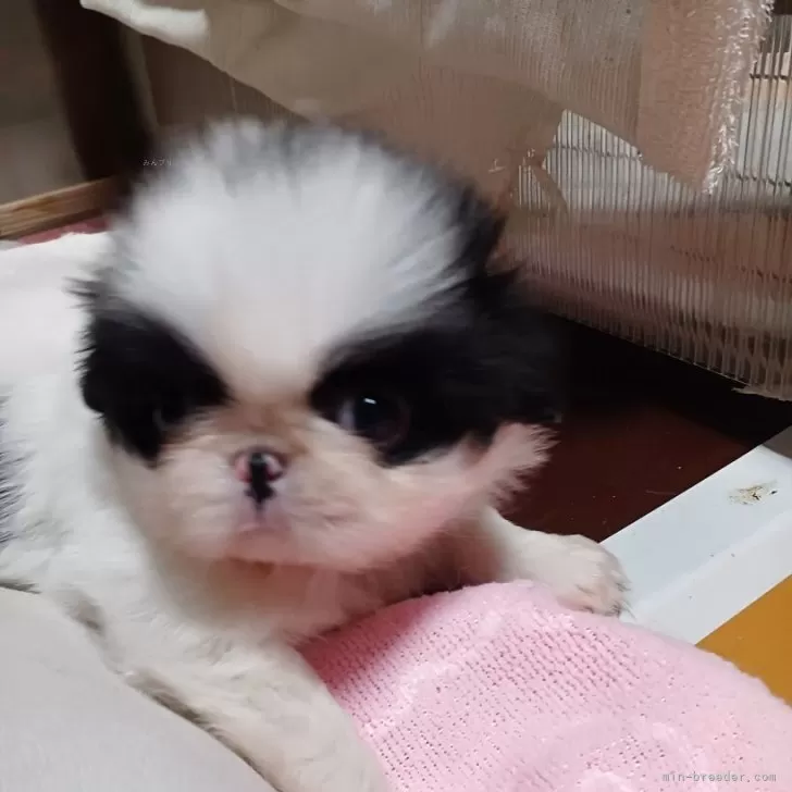 ID:2503-06342の子犬
