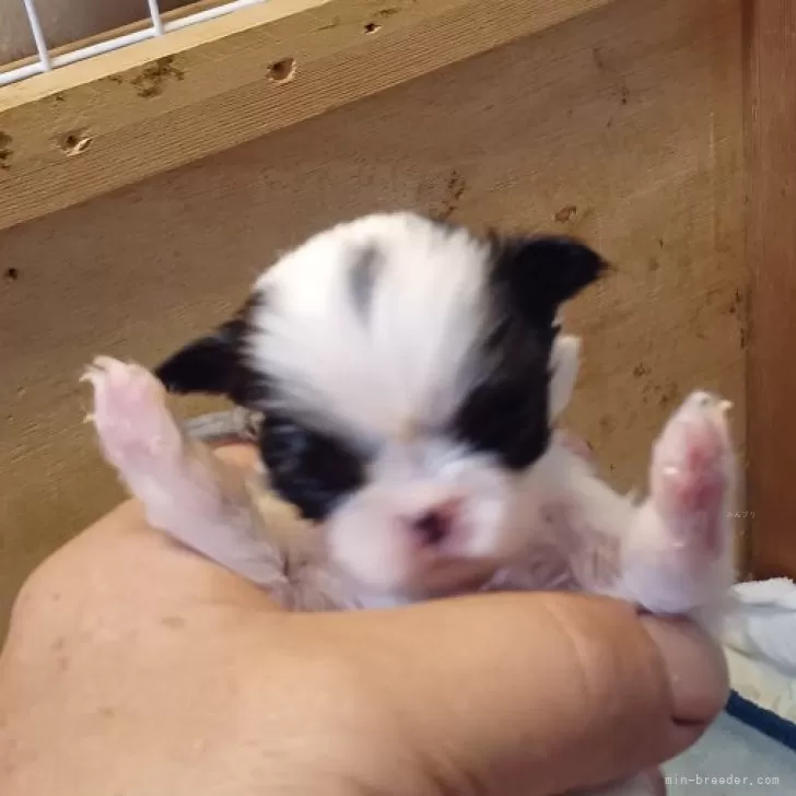 ID：2412-05747の子犬