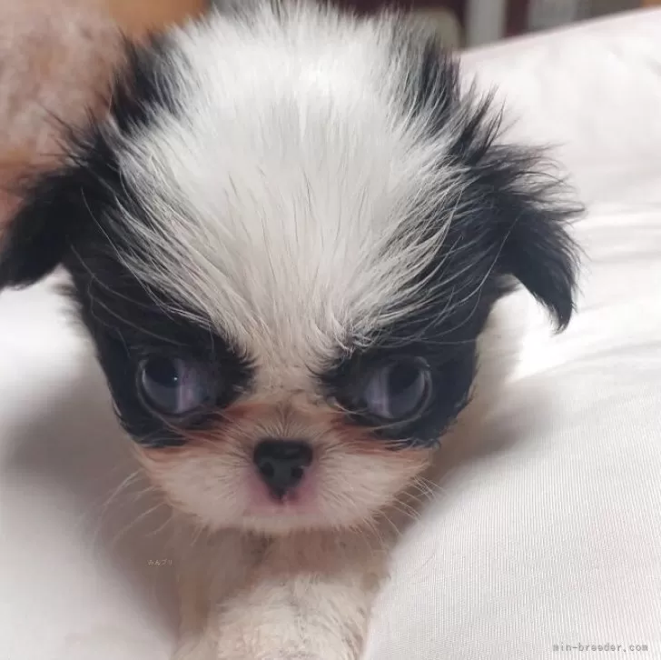 ID：2507-09159の子犬