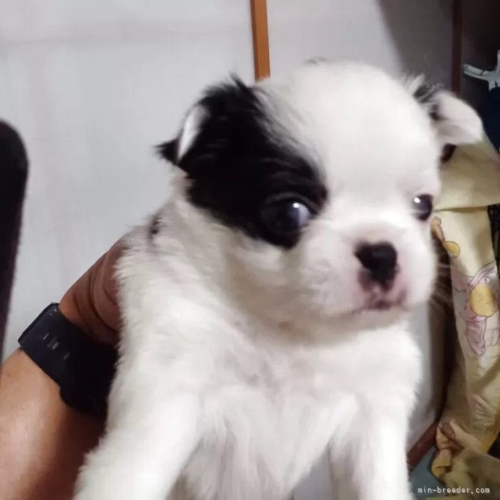 ID：2503-06142の子犬