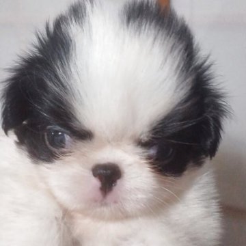 狆(チン)【岡山県・女の子・2025年7月6日・白黒】の写真「コロコロの女の子です」