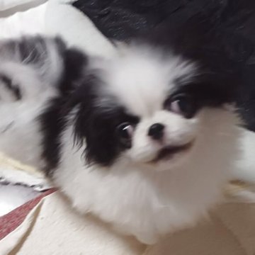 狆(チン)の子犬を探す｜ブリーダー直販の子犬販売【みんなの
