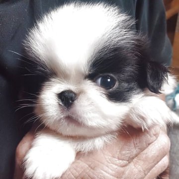 狆(チン)【岡山県・女の子・2025年7月12日・白黒】の写真「フワフワの女の子」