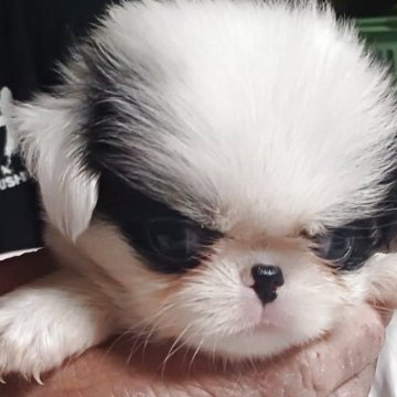 狆(チン)【岡山県・女の子・2025年7月6日・白黒】の写真「白が多く！右耳に白のアクセントあり！可愛いです。」