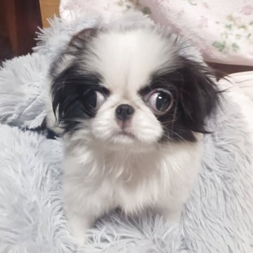 狆(チン)【岡山県・女の子・2025年9月22日・白黒】の写真「小さな女の子780g」