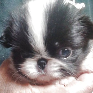 狆(チン)【岡山県・女の子・2025年7月12日・白黒】の写真「小さな女の子」