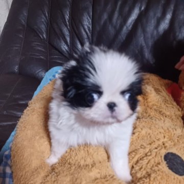 狆(チン)【岡山県・女の子・2025年9月22日・白黒】の写真「小さな女の子780g」