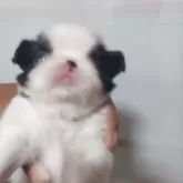 狆(チン)