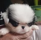 狆(チン)