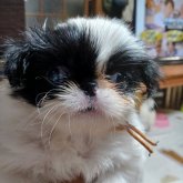 狆(チン)