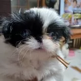 狆(チン)