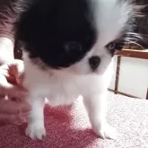 狆(チン)