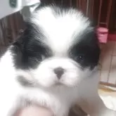 狆(チン)