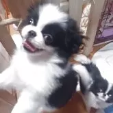 狆(チン)