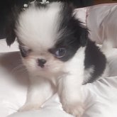 狆(チン)
