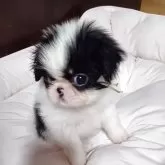 狆(チン)