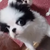 狆(チン)