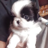 狆(チン)