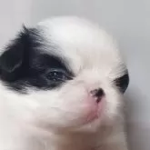 狆(チン)