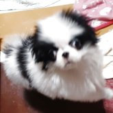 狆(チン)