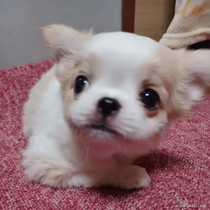 ID:2309-03552の子犬