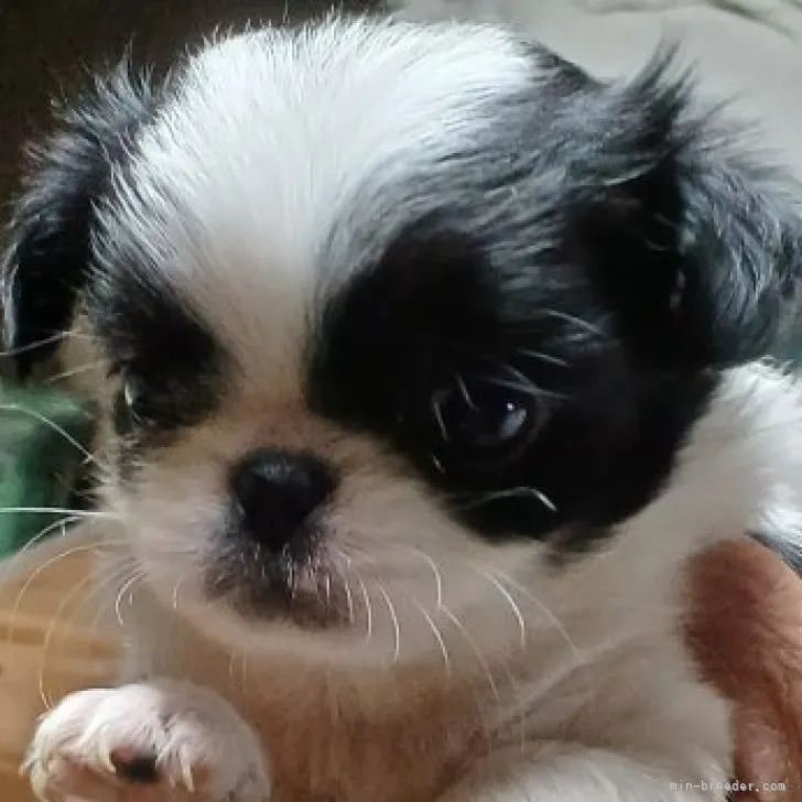 ID:2309-03548の子犬