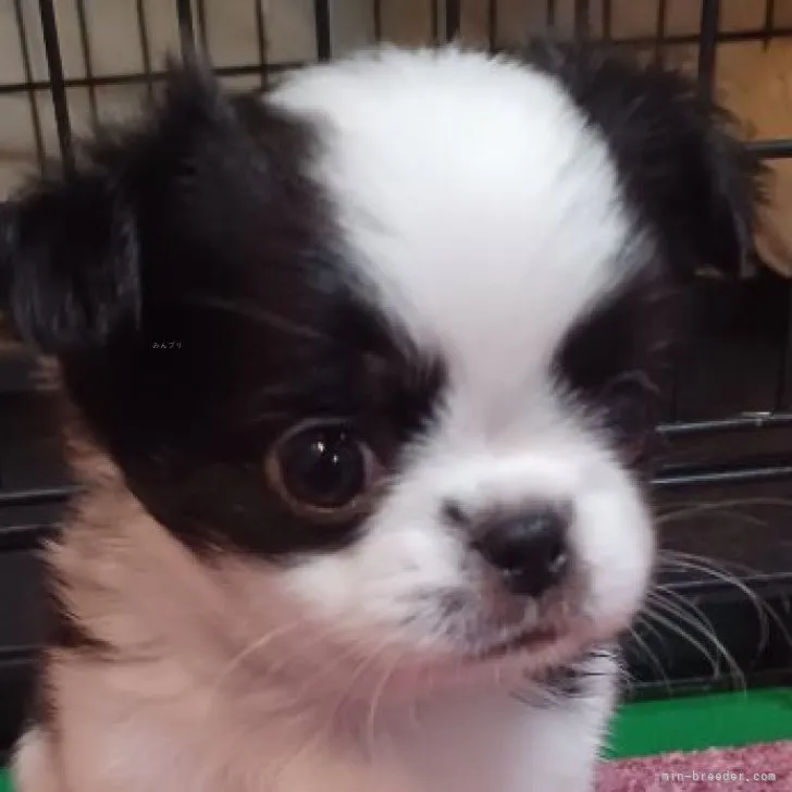 ID：2309-03551の子犬