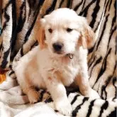 ゴールデンレトリバー【埼玉県・男の子・2025年11月5日・白めのクリーム色】の写真1